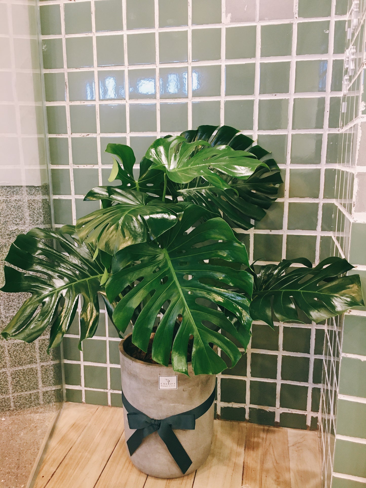 盛夏的掌心